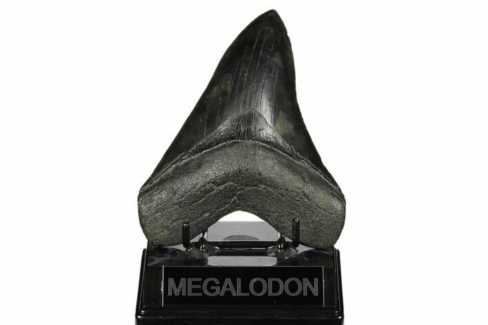 Fossil Megalodon Tooth - South Carolina #178794